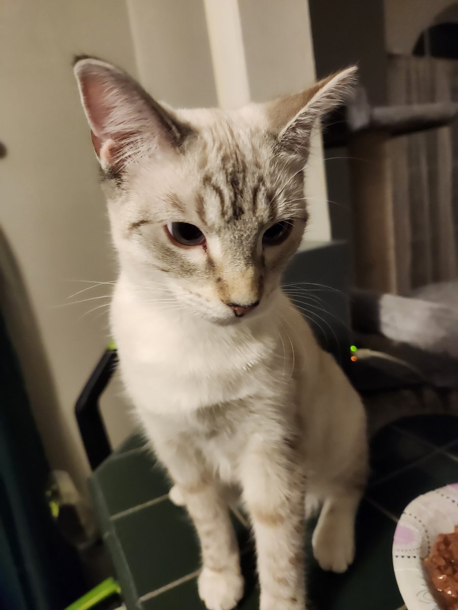 🐈 Ranae 🐈⬛ tweet media