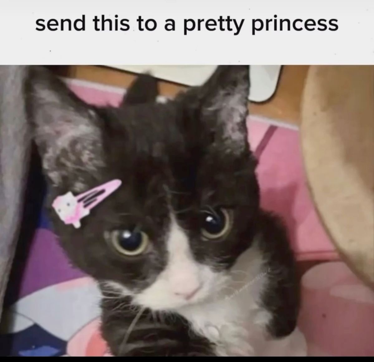 daily meow tweet media