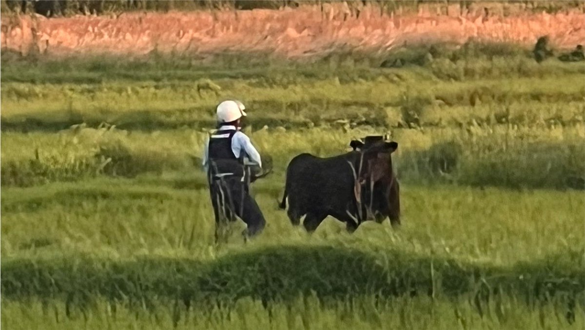 Kitune_0922's tweet photo. 熊かと思ったら牛やった🐮 https://t.co/5nLgutzg8B