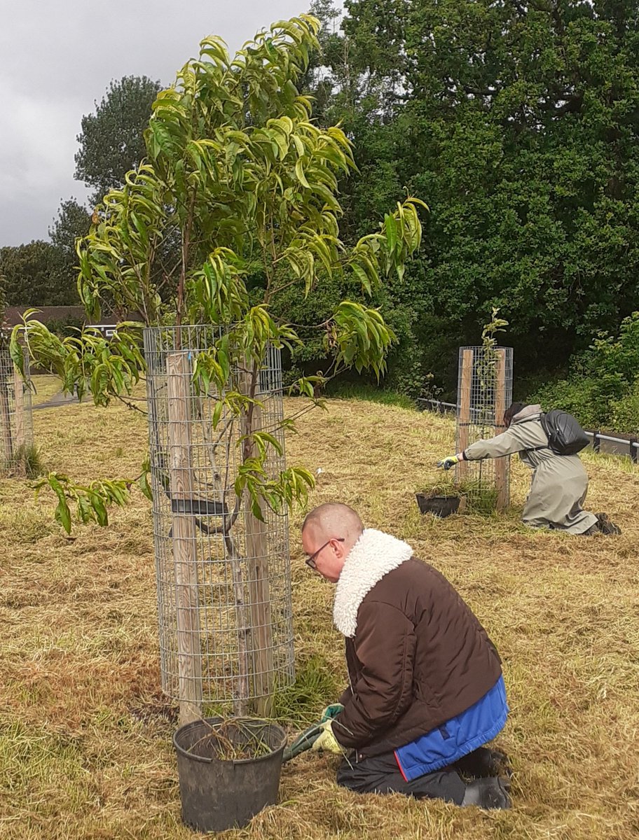 fruitnutvillage's tweet photo. Earlier this week we visited our #PennyacreOrchards in #FruitAndNutVillage #DruidsHeath.
If you'd like to help us care for these trees... especially with watering... please get in touch! https://t.co/0gxXMPSRlq