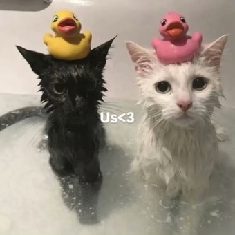 catofsouls's tweet photo. https://t.co/YydZ0eDBJ7