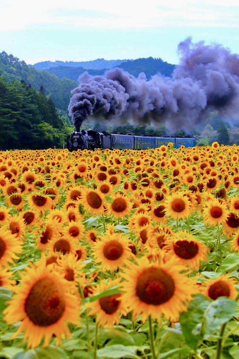 D51124's tweet photo. 暑中お見舞い申し上げます。🍉⛱️🌻
４年前の７月に撮った釜石線の「ＳＬ銀河」🚂です。
平倉→足ヶ瀬　　2022/7/30  13:54📷
　　　　https://t.co/TpsR5zRNNB😊
#蒸気機関車 #釜石線 #ＳＬ銀河 #C58 #足ヶ瀬 #平倉 #遠野市 #岩手県 #向日葵 #暑中見舞い https://t.co/jQXoUcihW0