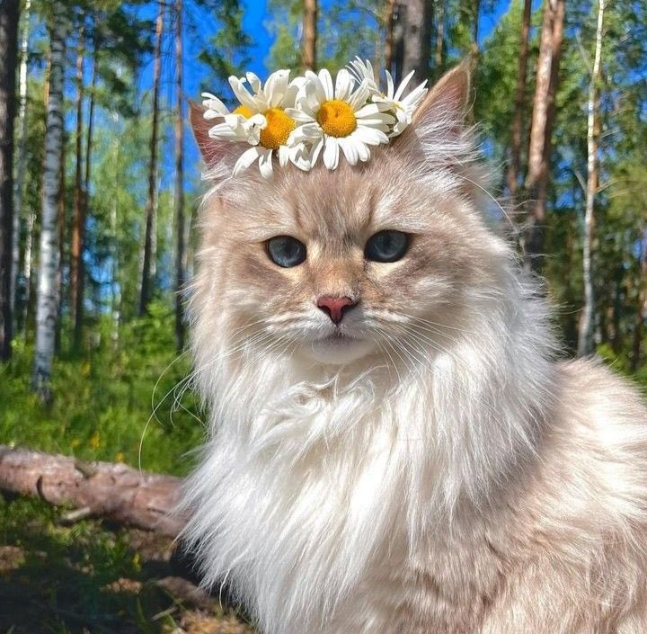 mira_beant's tweet photo. Cat and flowers 🌻 https://t.co/e2g5fwIU93