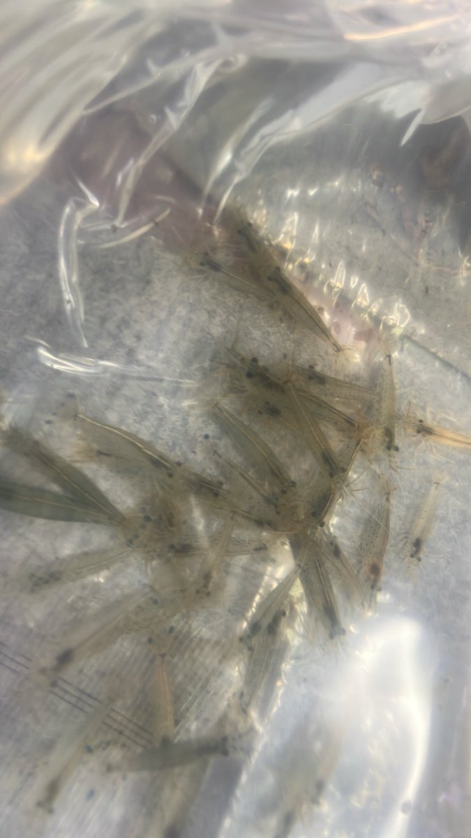sakananooasis23's tweet photo. 7/23新入荷
生き餌
・コオロギSM
・コオロギSSS
エビ
・ミナミヌマエビ
・ヤマトヌマエビ
植物
・ビカクシダ　ウィリンキー　ナノ
#さかなのオアシス
#植物
#アクアリウム
#熱帯魚
#大阪市港区 https://t.co/FRRzwyhlWe