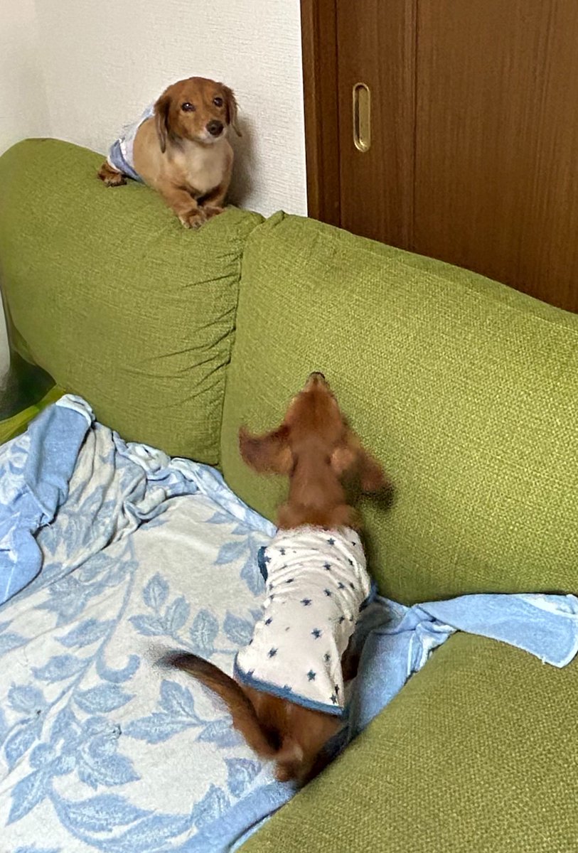 hariharihahifu's tweet photo. help https://t.co/xDDpFhmKuA