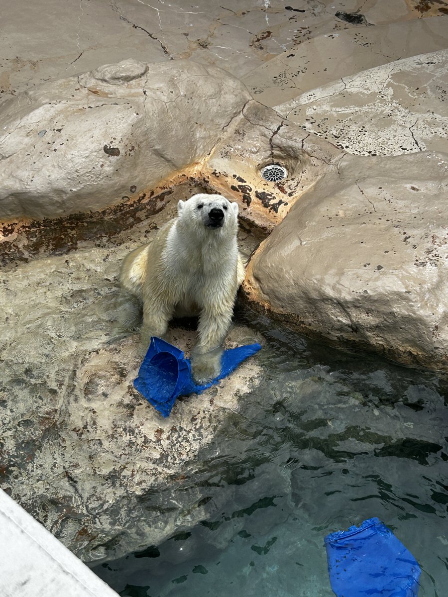 nhdzoo's tweet photo. 本当に好きだよね、カラーコーン
何がツボなんだろう

#日本平動物園
#nihondairazoo
#ホッキョクグマ
#polarbear
#バニラ
#カラーコーン https://t.co/ClFpTdBe97