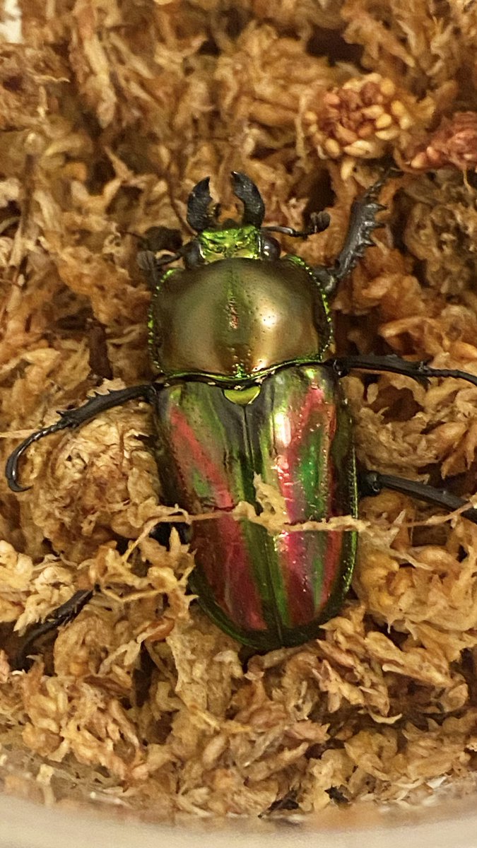 jimantis's tweet photo. 去年ペアリングしたニジイロクワガタの子たちが、ようやく7月後半に入って成虫に🙌✨
今のところ羽化したのはメスだけ🤣
オスも早く出てきてほしい！

#ニジイロクワガタ 
#クワガタ飼育 
#昆虫飼育 
#羽化 
#成虫 https://t.co/a0uq5gqcHr