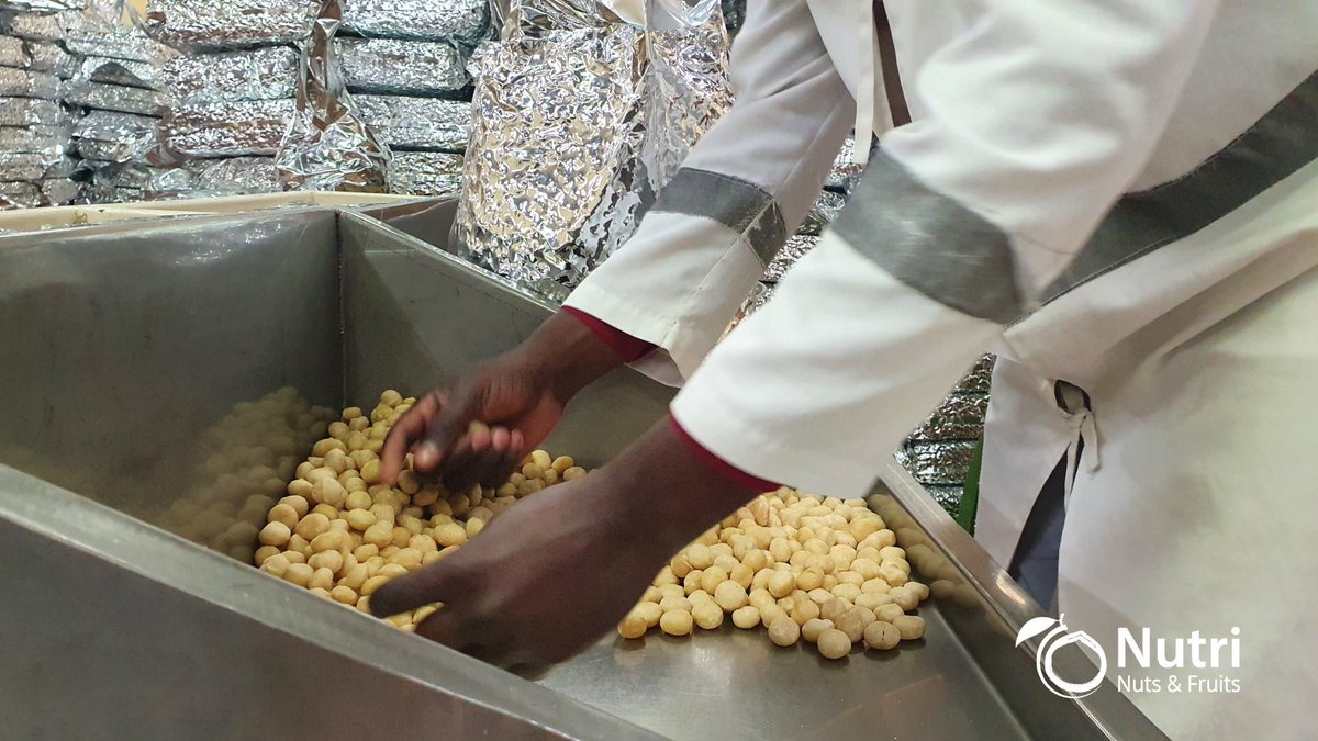 Nutri_Nuts's tweet photo. Macadamia variety
2. Kirinyaga-15 (KRG-15)

A pure Macadamia integrifolia, perfect for main coffee zones at 1,550-1,650m:
• Yields 80kg per tree yearly.
• 39% kernel recovery.
• Harvests year-round, peaking in May-June.
• Great for steady income. https://t.co/FZOebnAuqc