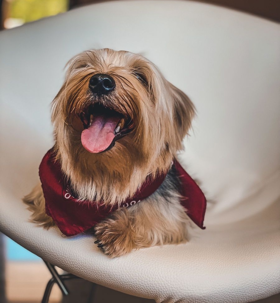 DopsonAdrian's tweet photo. [My rescue pup turning a gloomy Tuesday into tail wags and warm snuggles — this little friend is the best mood fix! ]， https://t.co/RDXELdPkUi