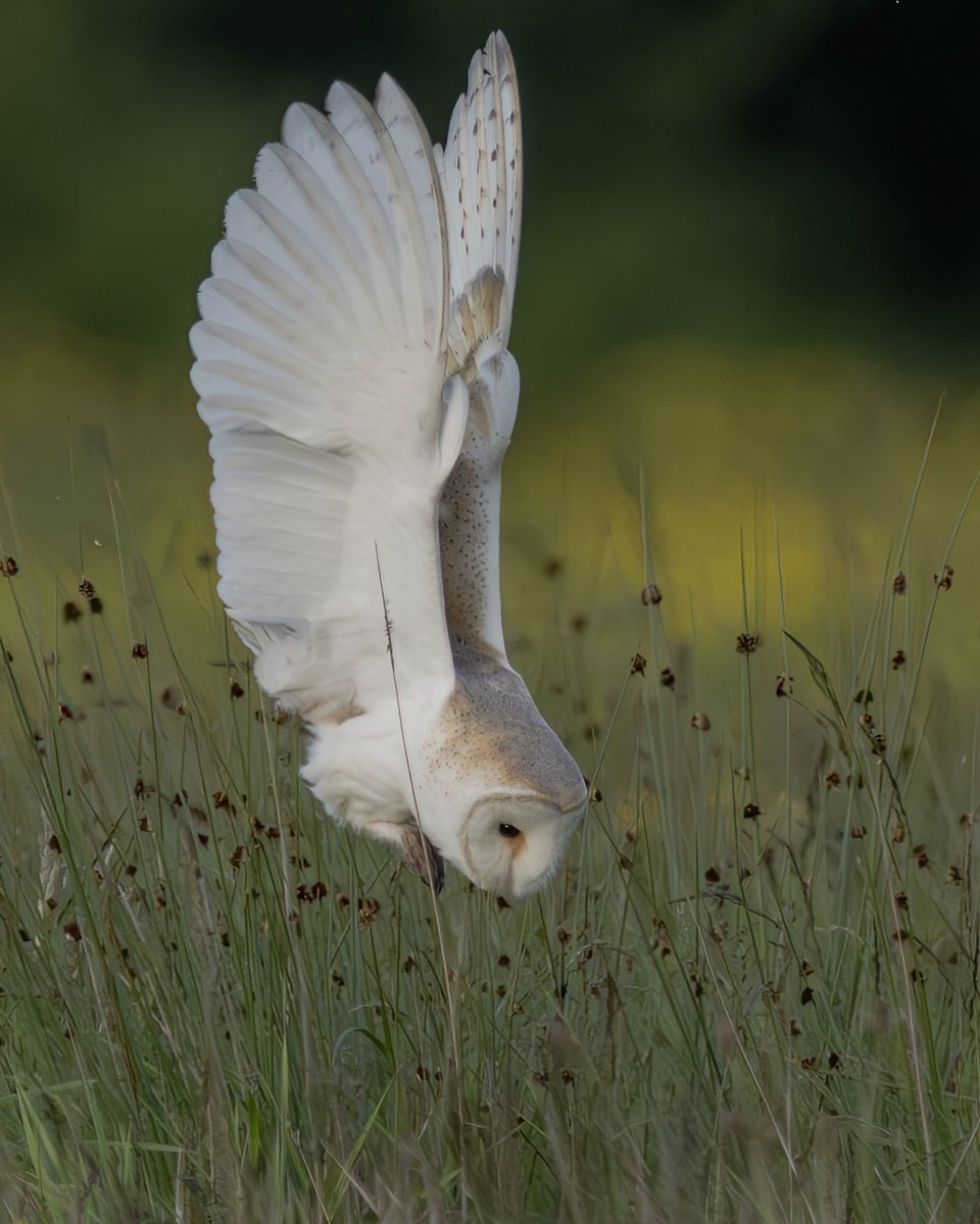 BrianSmrtyr1's tweet photo. A local Barn Owl on the hunt.
@teesbirds1 @DurhamBirdclub
@teeswildlife @Natures_Voice
@NatureUK @WildlifeMag 
#birdwatching #wildlifephotography #bird
@nybirdnews https://t.co/Va6yjL2wkO