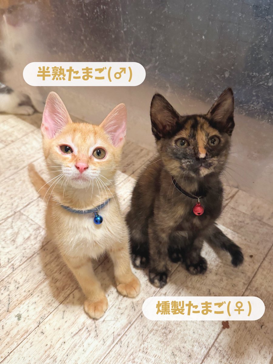 ねこのす 動物保護施設 tweet media
