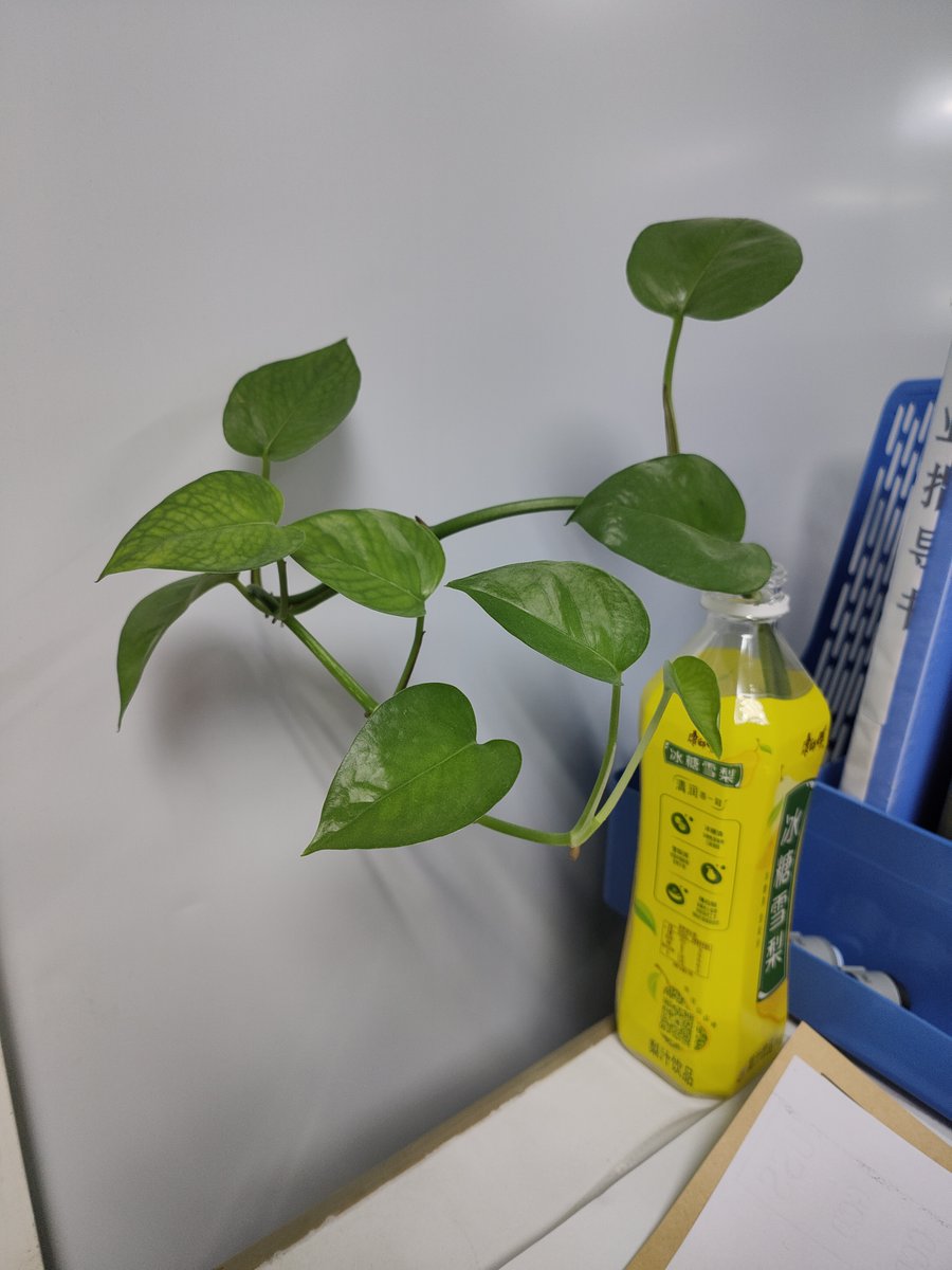 smurphy330's tweet photo. Keep your pothos thriving! Place it in bright indirect light, water when the top 2 inches of soil feel dry. No fuss, perfect for new plant parents.， https://t.co/3fbXEIVU46