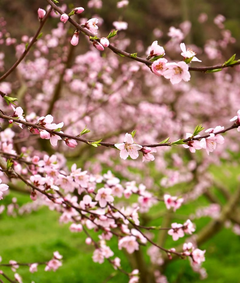 Dajmond2's tweet photo. Lovely spring breeze + blooming cherry blossoms = perfect afternoon walk https://t.co/XFXyjuNHKk
