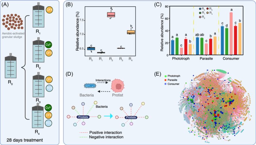 journal_mlife's tweet photo. New in #mLife
How do protists respond to multiple chemical stressors in wastewater microbiomes?
Ding et al. show that protists remain highly resilient—and can even thrive—under combined exposure to ciprofloxacin, triclosan, and Cu²⁺.
🔗 https://t.co/ogWlOshOWv https://t.co/ZUdFmM5sOK