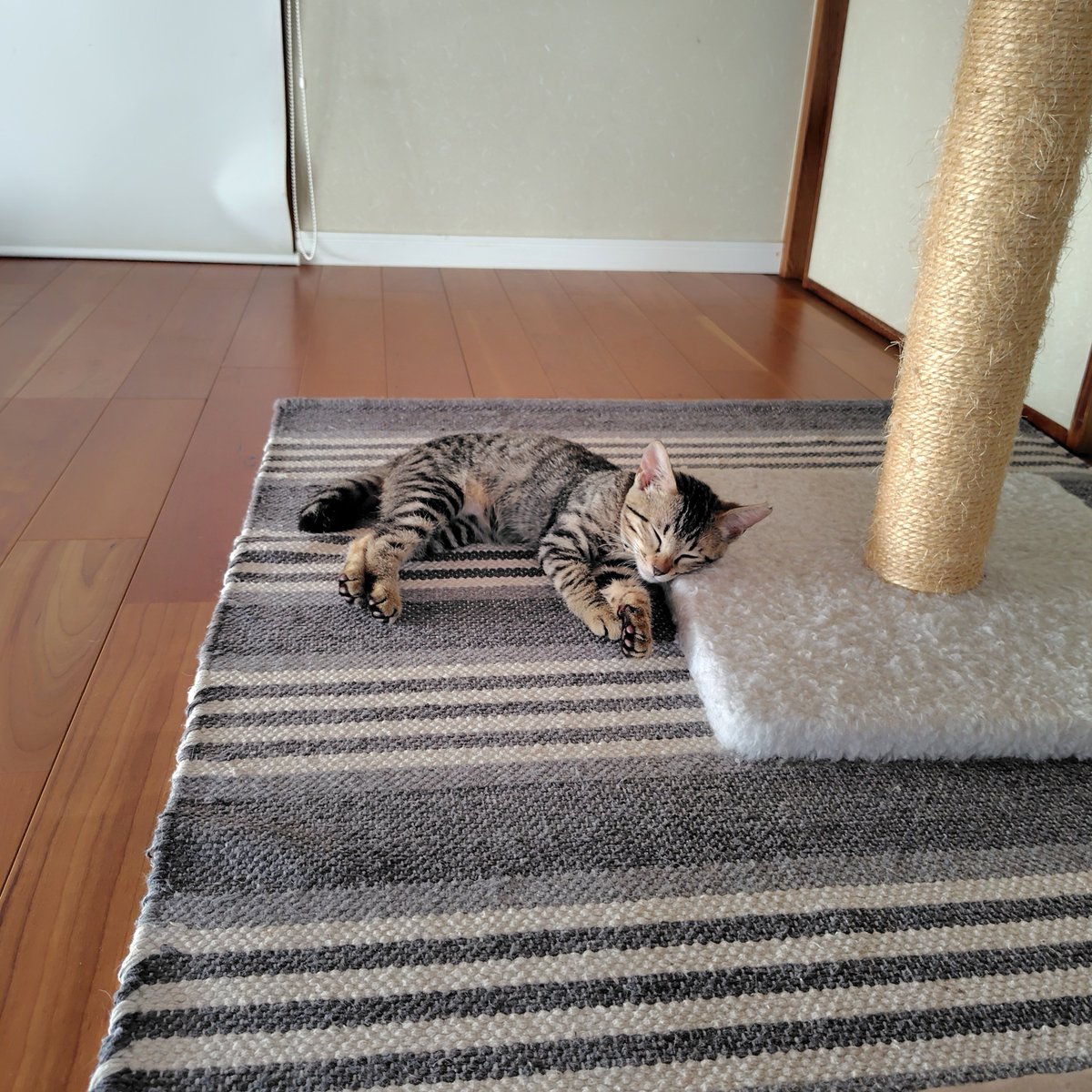 MoncheriSonia's tweet photo. そうそうキミたち子猫はね
クーラーの効いた部屋で
ぽちっと寝て遊んでる夢でも見とけばいいよ

その姿を養分に
ニンゲンは頑張れるの https://t.co/jc98j9aVmO