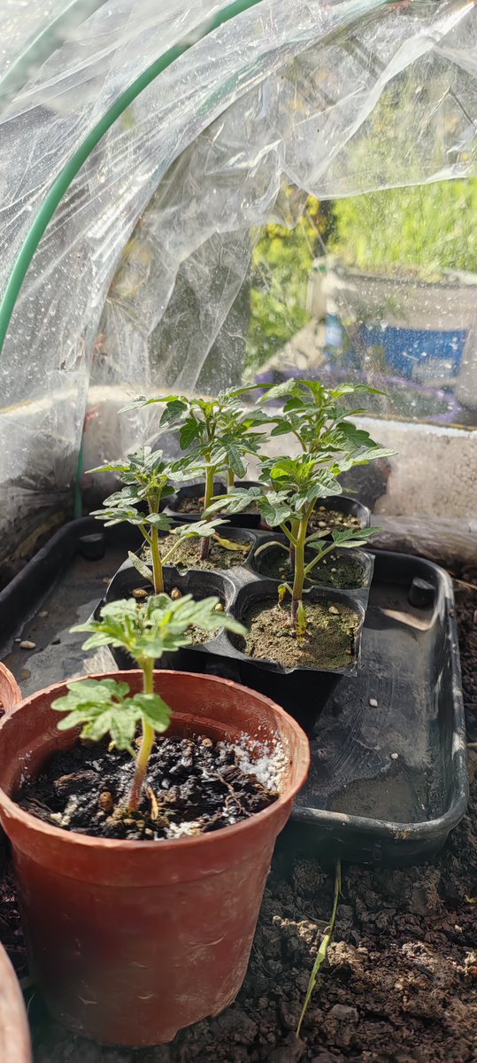 GA9v4Ft5YuTWSmS's tweet photo. My tiny balcony garden just sprouted its first tomato!  Who says small spaces can’t bloom #SmallSpaceLiving https://t.co/BUb7u4f2Hq