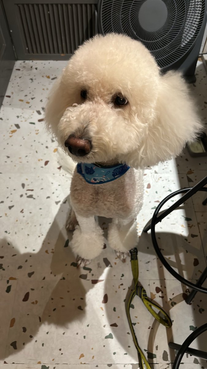 donbei0515's tweet photo. 本日バータイム18:00〜26:00営業してます！
サマーカットてんてんもいます🐩 https://t.co/UgpSwWqxN7