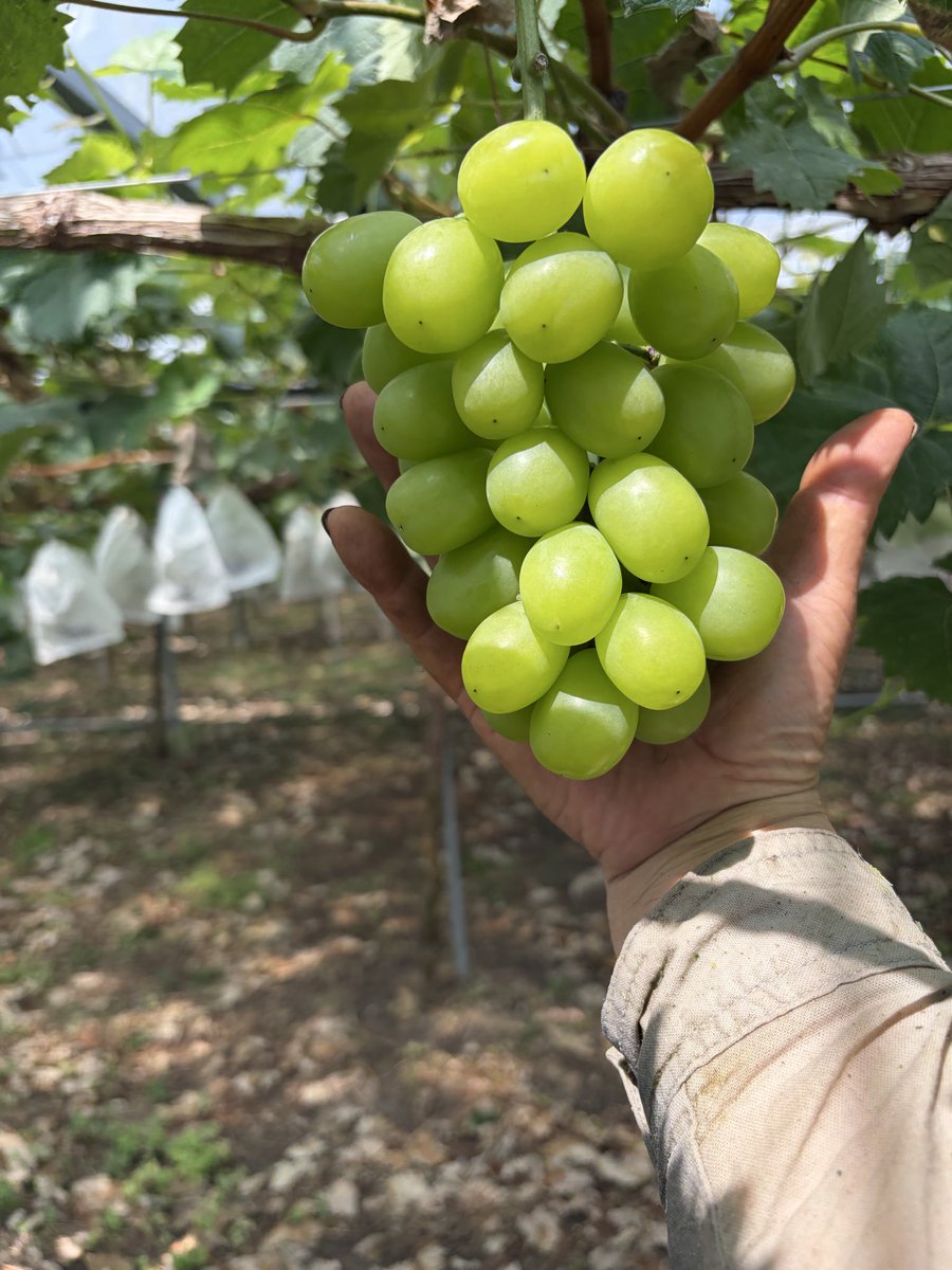 BASE97126970's tweet photo. #農家の終礼🧑‍🌾
#カプリコーンの日記📔
今日は草刈と選果場の準備毎日暑いです！
来週の月曜日初出荷について話をしました！
今年は出来が良いので楽しみです！ https://t.co/wfz94OCQer