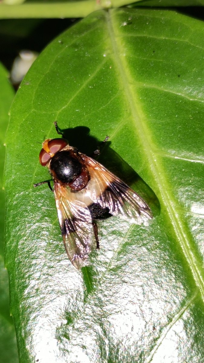s4r4h_l's tweet photo. #InsectThursday Volucella pellucens White-banded Drone Fly with a super shadow of his proboscis! #hoverfly #pollinators #Lancashire https://t.co/PpwATMYBQM