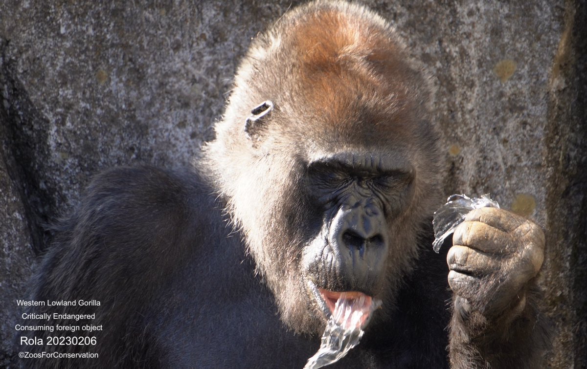 z4conservation's tweet photo. ら信頼され、国内外から応援される動物園となるために、ゴリラたちが危険な目に遭わないための対策を早急に講じていただけることを願っています。
#千葉市動物保護指導センター #千葉市 #千葉県 #環境省 #JAZA #WAZA @waza 

📷私が過去に目にした異物を食べてしまったローラとモンタ
#事態は深刻です https://t.co/BOZwP2PhVg