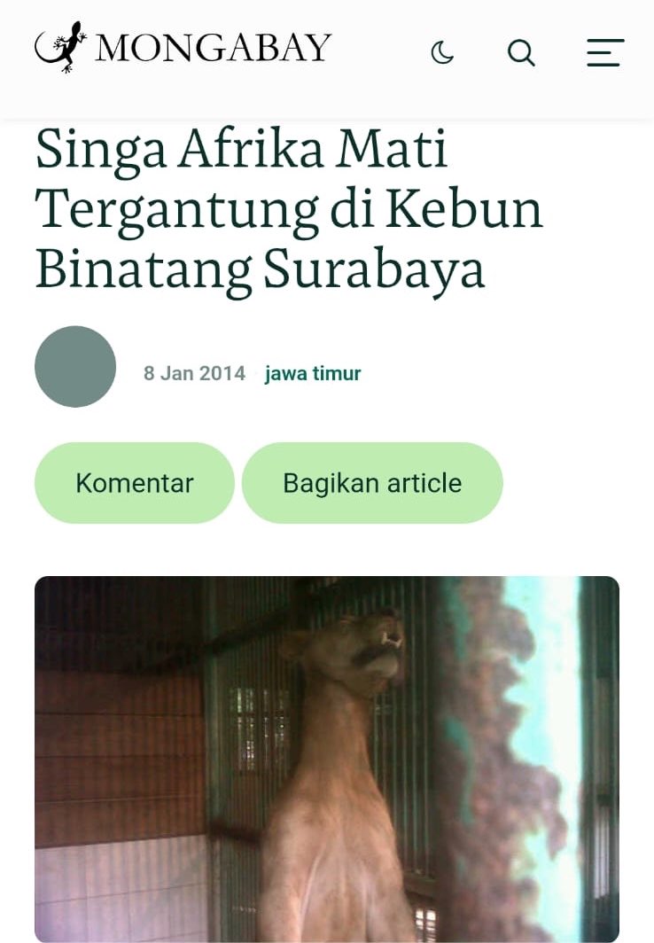 bgkiting's tweet photo. Siapa bilang KBS baik-baik aja? Sampai pernah dijuluki sebagai "Zoo of Death" oleh media asing.

1. 2014 — Singa Afrika Michael mati dengan leher terjerat sling baja di kandang. Sampai bikin publik internasional geger.

2. 2014 — Gnu Afrika Dedy mati. Pengelola menyebut karena usia dan cuaca, tapi rentetan kematian satwa bikin publik mulai mempertanyakan kondisi KBS.

3. 2014 — Pelikan mati setelah menelan bola tenis yang dilempar pengunjung. Bukti kalau pengawasan dan perlindungan satwa juga jadi masalah.

4. 2014 — Kijang bunting mati. Pengelola menyebut akibat gangguan pada janin, namun kasus ini menambah daftar panjang kematian satwa dalam waktu berdekatan.

5. 2014 — Media asing sampai menjuluki KBS sebagai "Zoo of Death" karena banyaknya satwa yang mati dalam periode tersebut. Julukan ini bukan muncul dari netizen Indonesia.

6. 2013–awal 2014 — Tercatat 235 satwa mati dalam periode sekitar satu tahun menurut data yang diberitakan saat itu. Angka yang bikin publik mempertanyakan sistem pengelolaannya.

7. 2026 — Kini muncul dugaan korupsi anggaran operasional, termasuk anggaran pakan satwa. (10M)