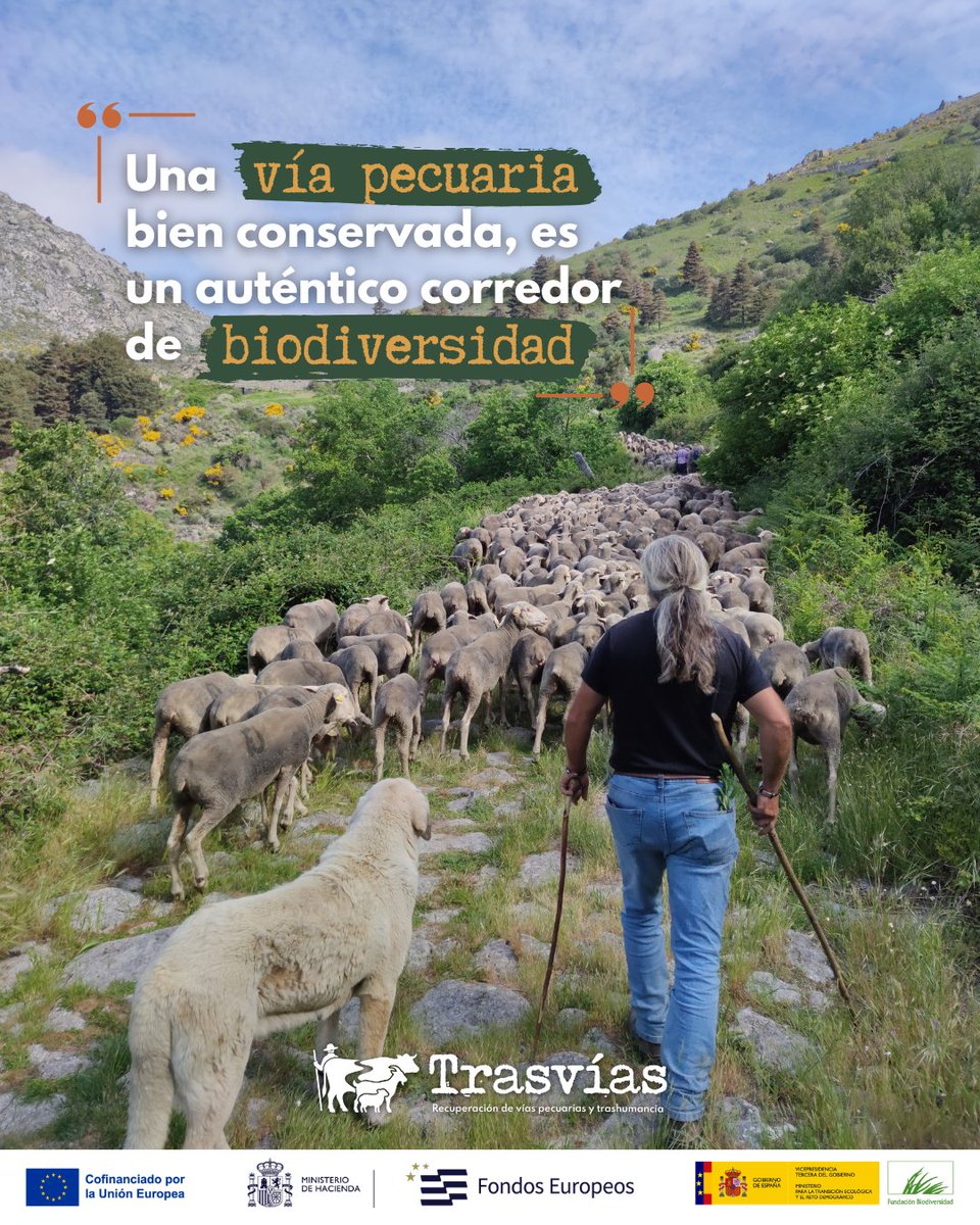 trasvias_'s tweet photo. 🌱 Renaturalizar una cañada es devolverle la vida: siembras forrajeras, plantación de árboles de sombra y más #Biodiversidad. 🐝
Soluciones Basadas en la Naturaleza en las #ViasPecuarias de #Trasvias.

#feder @FBiodiversidad @FondosUE_Esp @Funpasos_ @ftrashumancian  @fundacionO2 https://t.co/hqV1nItCla