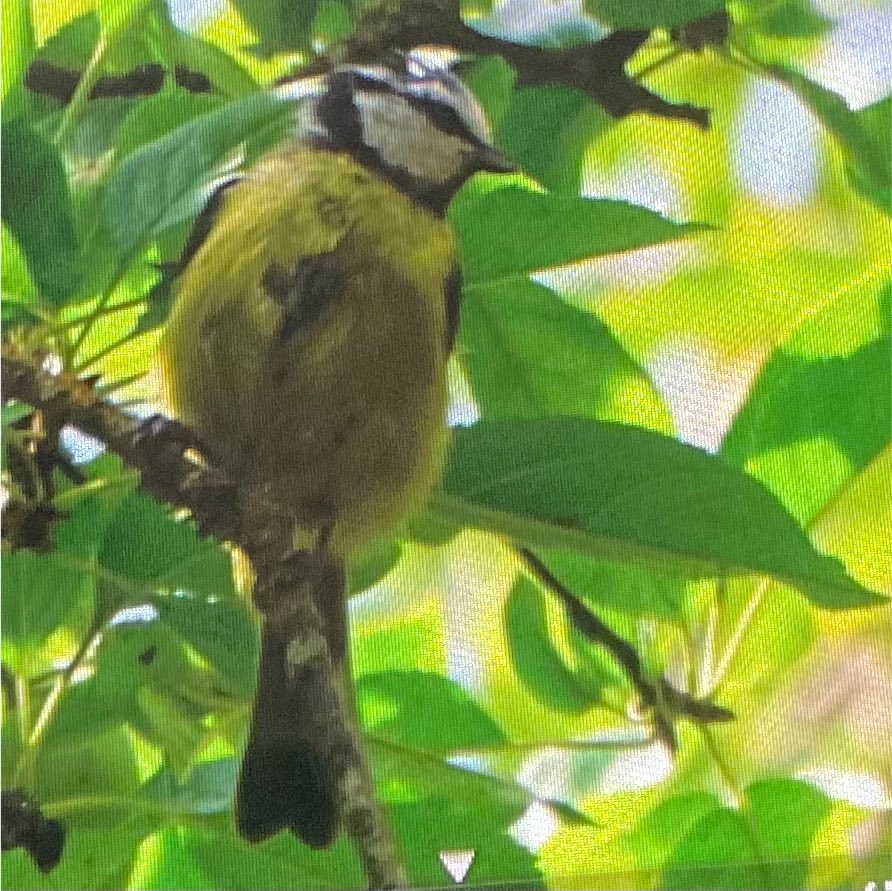 ArmyForBirds7's tweet photo. Guess who has a ton of new bird pics on his camera https://t.co/1VkCuqwc1f
