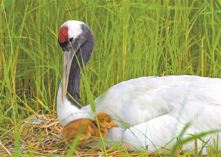 CraneCal117015's tweet photo. The captive cranes live in an environment that fully mimics the wild—wetlands naturally have no shelter, just like the reserve. https://t.co/tk5So1LTgP