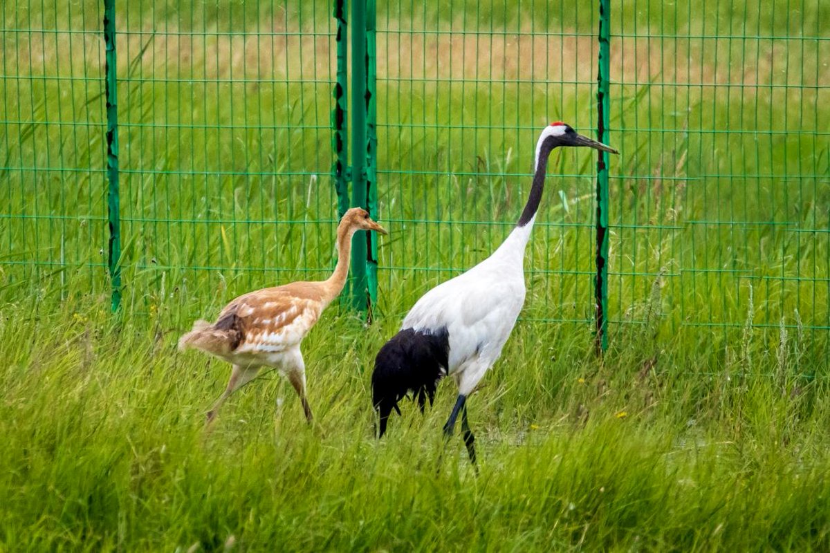CraneCal117015's tweet photo. If kept in overly comfortable artificial conditions, the cranes would struggle to adapt after rewilding. Adding shade would alter their natural habits and impair their survival in the wild. https://t.co/SPiucSpjfC