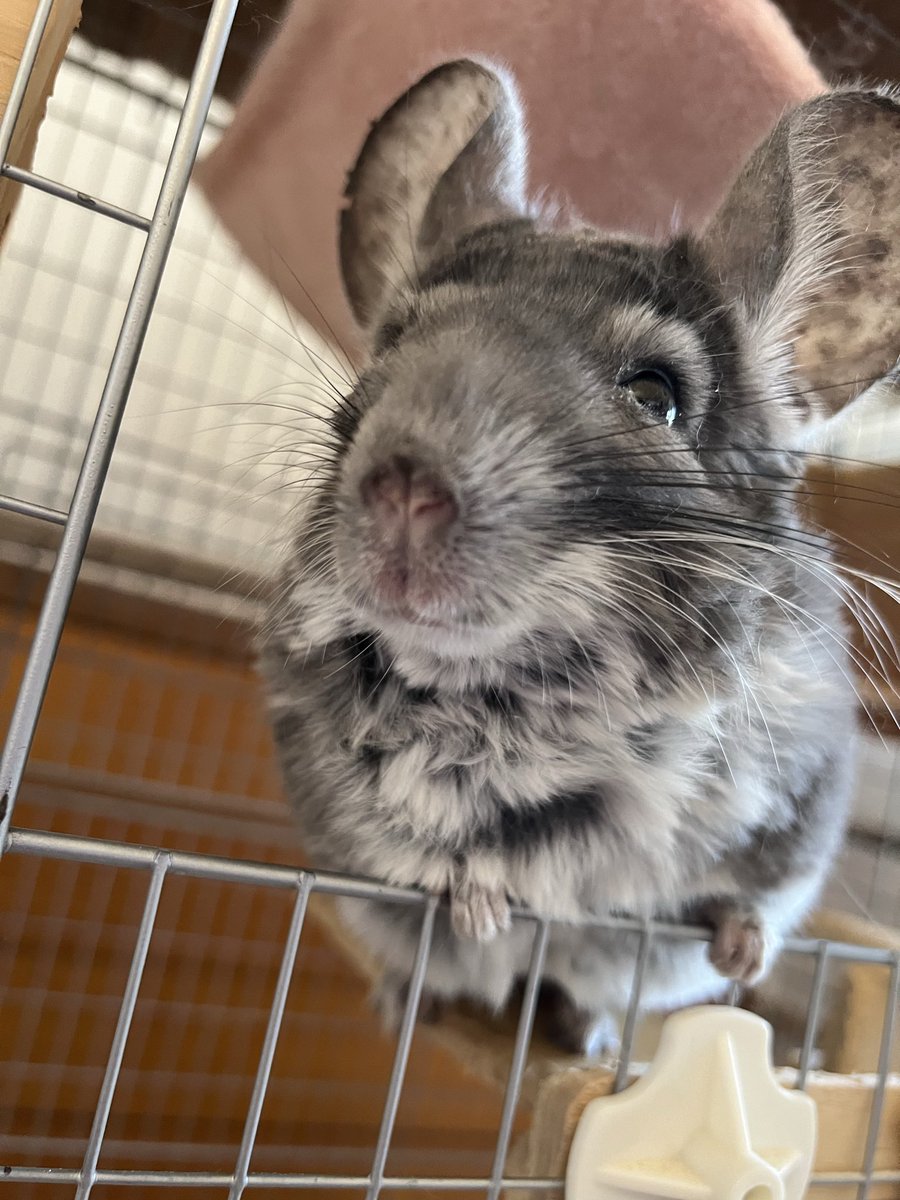 dolphin_ring_'s tweet photo. くぅちゃん

🐭『お外が暑過ぎて死ぬー！』って毎日母ちゃんが言っていますが、ぼくは毎日快適ですよ！

暑過ぎて車のエアコンなかなか涼しくならないし、マジで危険な暑さ！

チラタワー当たると良いな♪

#チラタワー配りおじさん 
#チンチラのくぅちゃん https://t.co/qXm3EyMgJq