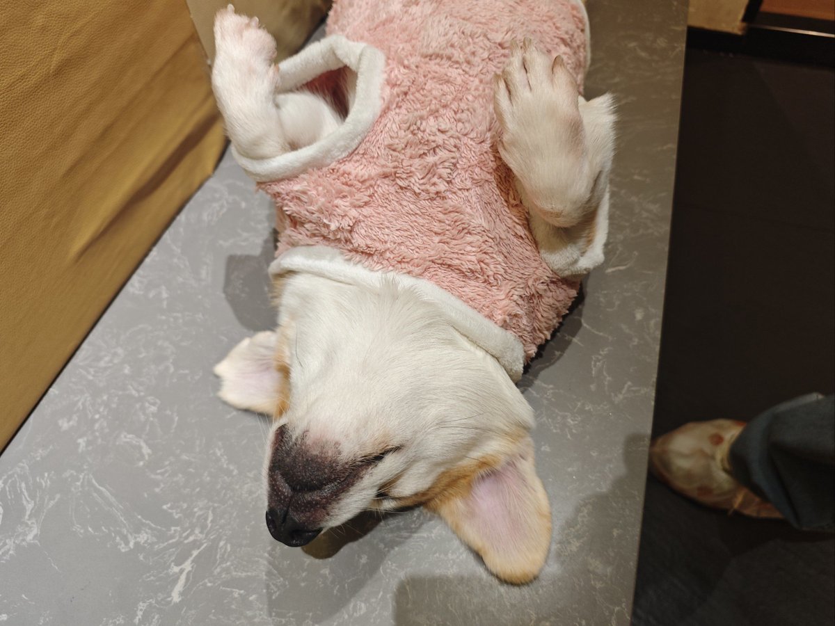 eonmi28455's tweet photo. Every tiny wag of your pup’s tail is a step of growing up—cherish these sweet, messy moments as your little fur baby turns into your loyal sidekick! https://t.co/PbrEVEusMx