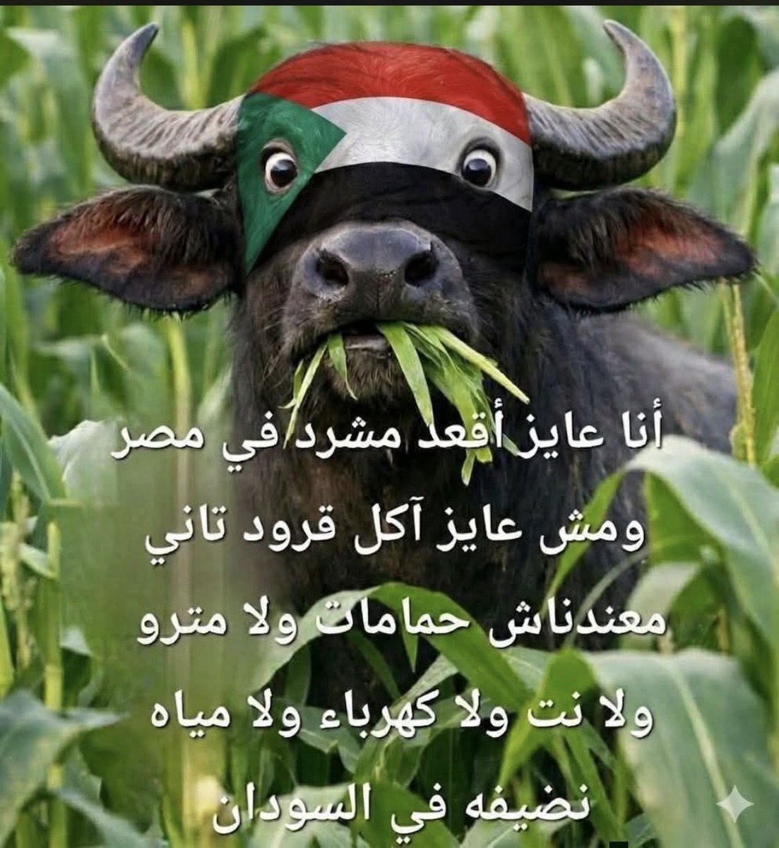 muhamed76353's tweet photo. @AhmedOm96190218 @AlmnBd80782 @sherinhelal555 https://t.co/Q7mnc1btG8