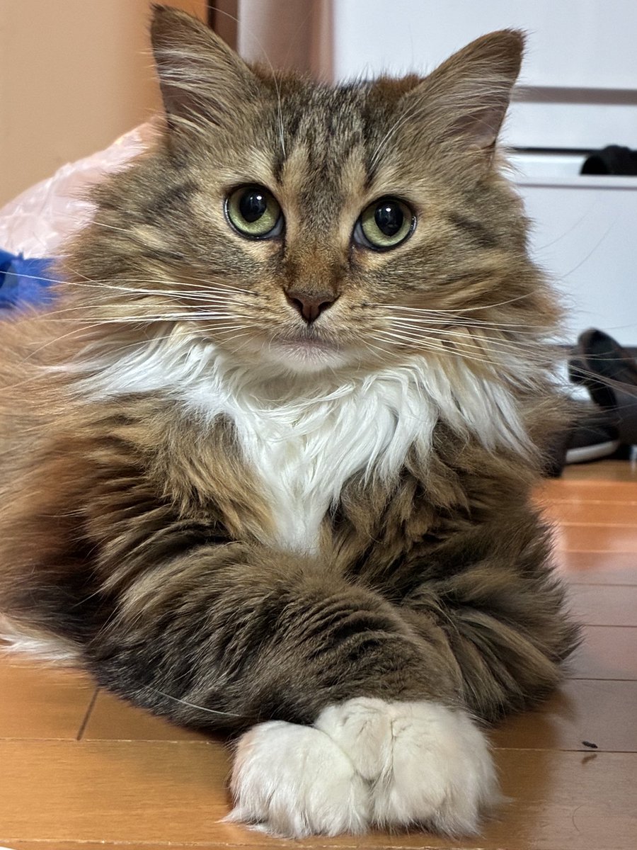 Alt13Sanction's tweet photo. どしたん？話聞こか？
#猫のいる暮らし
#メインクーン https://t.co/g7NKOWmpEy