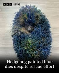 Protect_Wldlife's tweet photo. Let’s hope those arrested feel the full weight of the law!! 😡

🦔 Update on Honey (the painted hedgehog).

We are very sorry to say that Honey died this afternoon. We don’t normally post on here about the losses within the rescue but many people have been asking about her and her story has been shared across the country. We are still working with the local police so can not share any more details about her. 

To say that I’m devastated is an understatement and I just cannot believe, or understand, what some people are capable of doing to any living thing. I know from some comments that people have found what happened to her as funny or commented that she’s ’only a hedgehog’ but it does not matter if this was done to hedgehog or cat or a dog or any other animal, it just should not have happen FULL STOP. It is CRUEL and a completely UNNECESSARY death. 

Prickly Pigs Hedgehog Rescue is just run from our home and, together with a fantastic group of volunteers, we are trying our hardest to help sick, injured or orphaned hedgehogs. It is an uphill battle that every wildlife rescue is the country is facing, hedgehogs are only on the Red List because of the problems that humans are causing. When are people going to stop and think about their actions and the impact they are having on nature? 

Thank you to everyone that has made positive comments and are equally disgusted in what has happened. It’s times like this when I wonder what is the point of running the rescue. It’s a 24/7 job 365 days a year. On top of everything we are also currently fighting for the rescue to stay open as a couple of our neighbours are trying to get us shut down. 

Apologies again for this ranting post but I just had to say it how it is sometimes. 

Diane.

Source: Prickly Pigs Hedgehog Rescue.