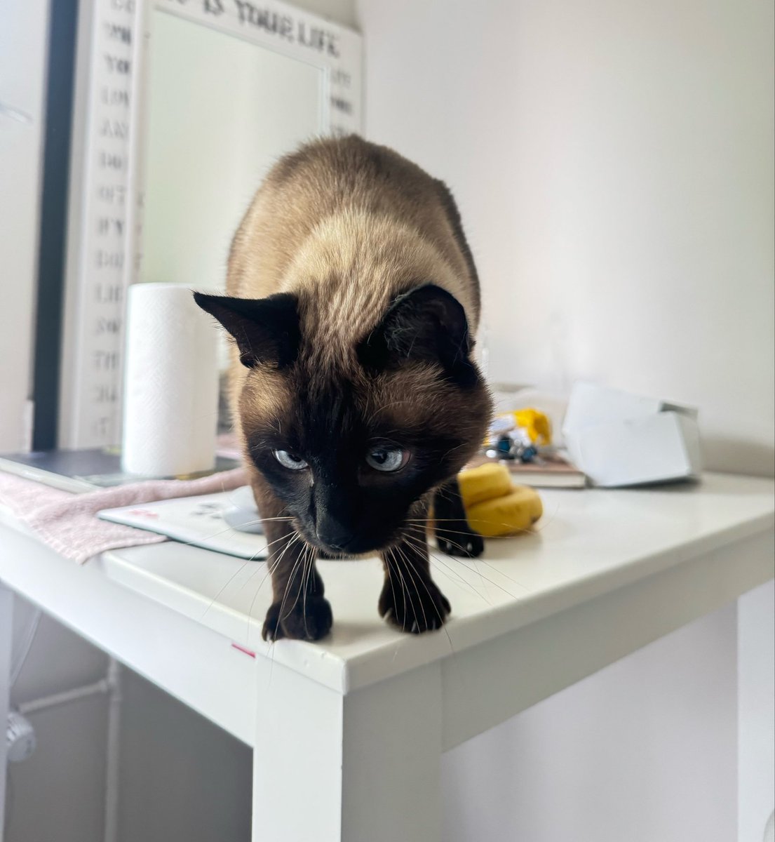 Bisoucoin's tweet photo. This is Bisou. 🐾
Yes, he’s real.
Soon, he’ll have his own coin. ��

#Bisou #Solana #Memecoin #Crypto #SOL #CatCoin #PumpFun https://t.co/SjxqMTJavu