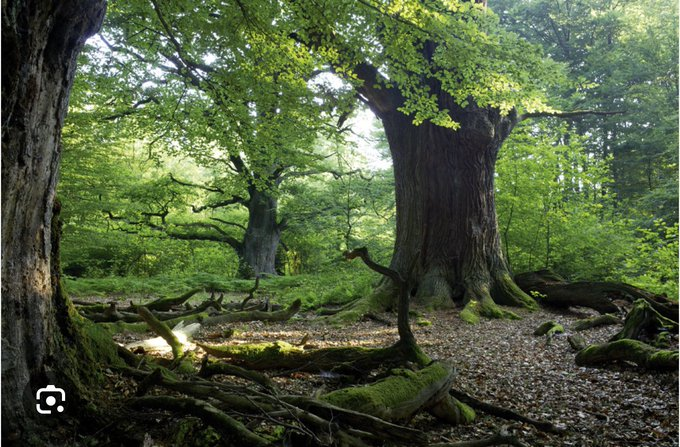 climacritic's tweet photo. La Germania ha abbattuto 120.000 alberi nella bellissima e antica foresta di Reinhardswald... per erigere turbine eoliche di 241 metri.  
Per salvare il pianeta... https://t.co/WVyl9KpWoZ