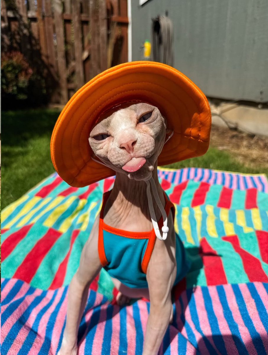 Cats Out Of Context tweet media