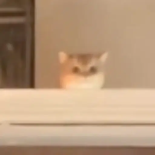 koko_osu's tweet photo. the face you make when you copy trade Megga and he sells on you. 😭
$fomo https://t.co/JeDZuN9tzm