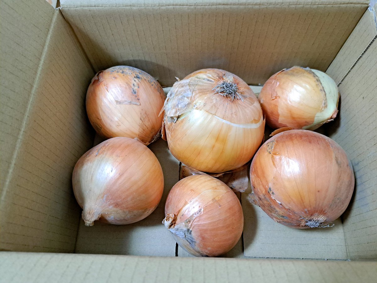 GOTOSAN1224's tweet photo. カウシェで育てた玉ねぎ🧅を
収穫して無料でもらいました
玉ねぎ1.7kg(1,280円相当)です

玉ねぎはいろんな料理に
使えるので助かります
次はトマト🍅を育てます
カウシェさん
ありがとうございます🥰✨

#カウシェ
#カウシェアプリ
#玉ねぎ 
#ポイ活 https://t.co/itm9899uXM