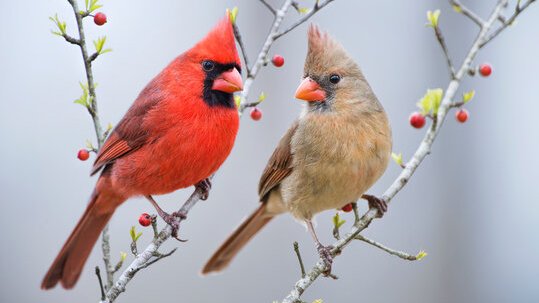 giveashitnature's tweet photo. Cardinals often mate for life. They share food, sing duets together, and call to each other when one gets separated from the other.  

A bonded pair will often return to the same yard for years.  

So that bright red cardinal you're seeing at the feeder this summer is probably the same one who visited last year… and the year before that. ❤️