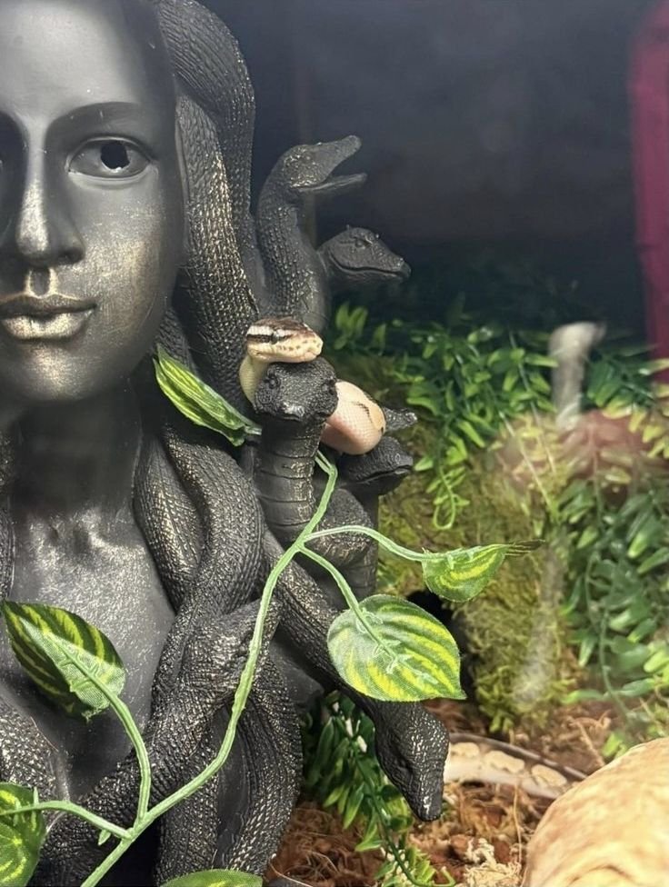 HerodotusWave's tweet photo. A live ball python resting seamlessly among Medusa’s carved serpentine hair. https://t.co/lAg7FujhSZ