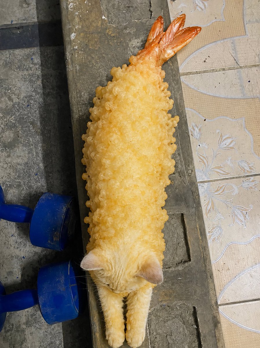 Thnh3V's tweet photo. 想像すぎて、猫の頭を噛んでみたいw https://t.co/bkaC2aAMSE