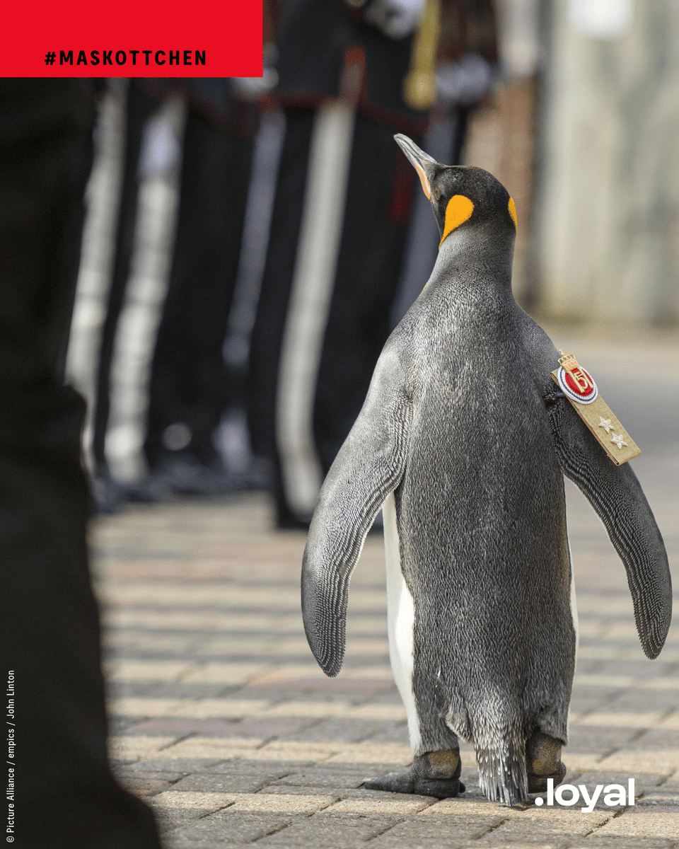 loyalmagazin's tweet photo. ❗#Norwegen ist das einzige Land der Welt mit einem #Pinguin im Range eines Generalmajors. Sir Nils Olav III. ist ein Königspinguin aus dem #Zoo im schottischen #Edinburgh.
👉1973 besuchte die norwegische Königsgarde Edinburgh. Leutnant Nils Egelien aus der Garde begeisterte sich für Pinguine und adoptierte einen der im dortigen Zoo lebenden Pinguine als #Maskottchen für sein Regiment. Er nannte ihn nach dem norwegischen König Olav V. Die begründete eine Tradition.
👉 Sir Nils Olav III. ist bereits der dritte Königspinguin mit militärischem Rang. Er erbte die Dienstgrade von seinen beiden verstorbenen Vorgängern und wurde selbst 2023 zum Generalmajor befördert. Dabei schritten 160 Gardisten in Uniform bei einer Parade im Zoo an ihm vorbei.
❓Kennt Ihr noch weitere tierische Maskottchen von Armeeeinheiten?
>> Wir sind das Magazin von @diereserve <<