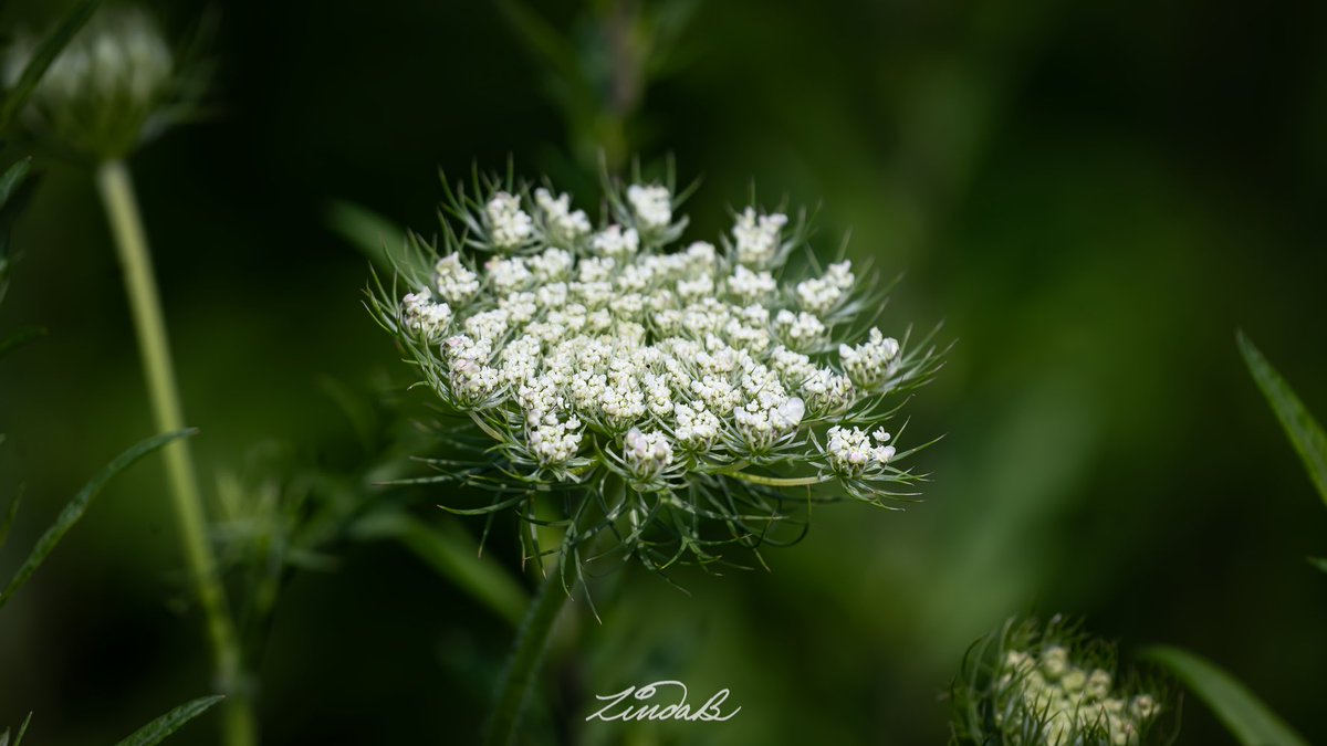 LSBofEBB's tweet photo. Flowers Along the Trail
Yes, I'm still pulling my bike over to take pictures of flowers; I can't help myself 🙃
Purple-flowering Raspberry•Queen Anne's Lace•Black-eyed Susan
#godscanvas #flowers #ipulledoverforthis #thesimplethings #itsinthedetails #depthoffield #photographer https://t.co/flz7r2hWiA