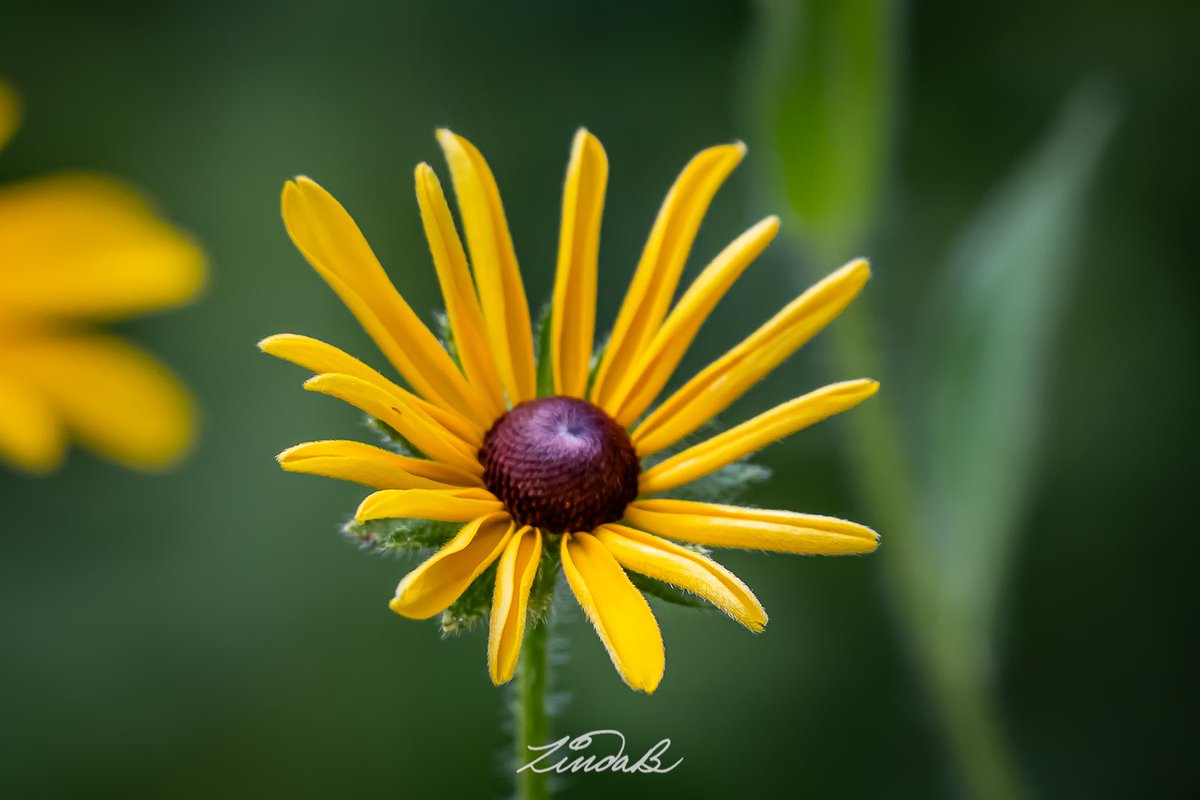 LSBofEBB's tweet photo. Flowers Along the Trail
Yes, I'm still pulling my bike over to take pictures of flowers; I can't help myself 🙃
Purple-flowering Raspberry•Queen Anne's Lace•Black-eyed Susan
#godscanvas #flowers #ipulledoverforthis #thesimplethings #itsinthedetails #depthoffield #photographer https://t.co/flz7r2hWiA