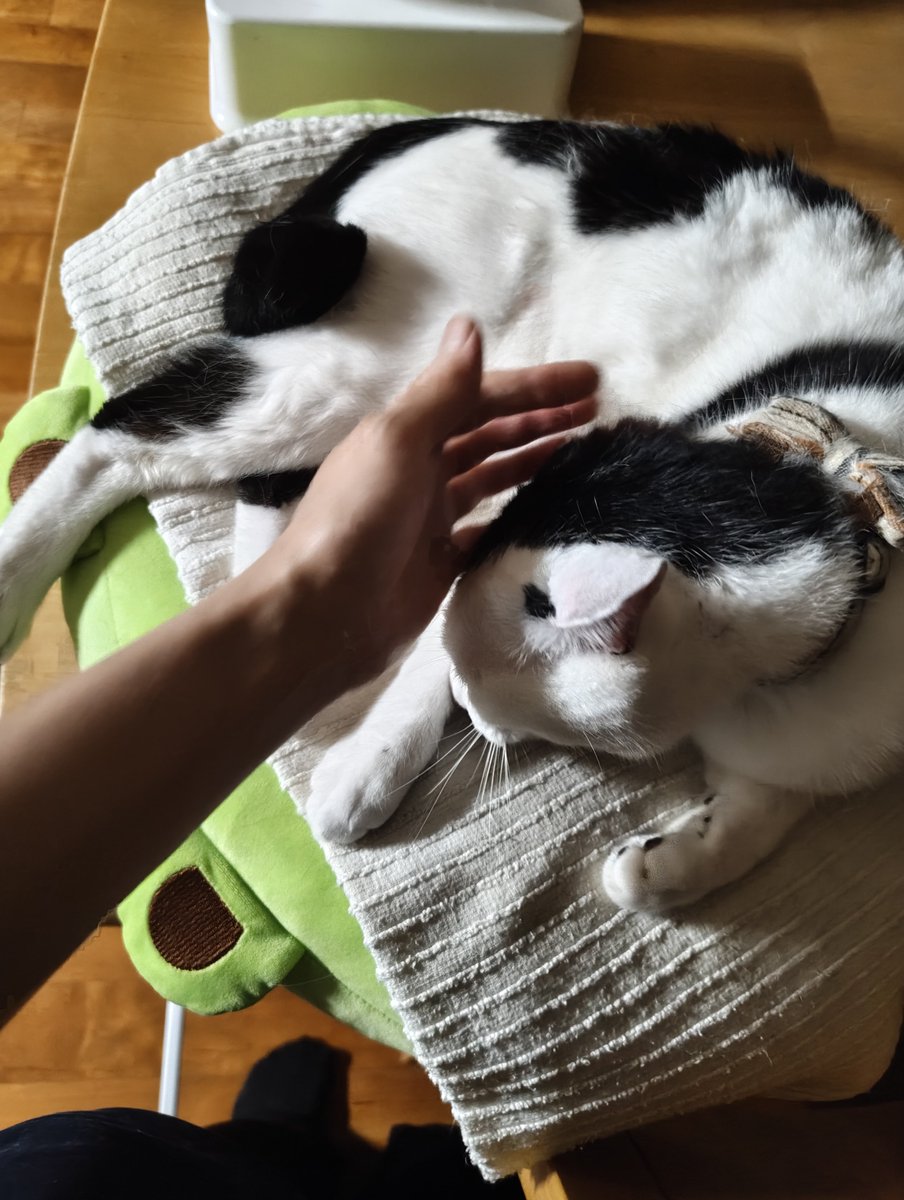 fjmt217's tweet photo. ねこだよ https://t.co/xfQqNRkwQV