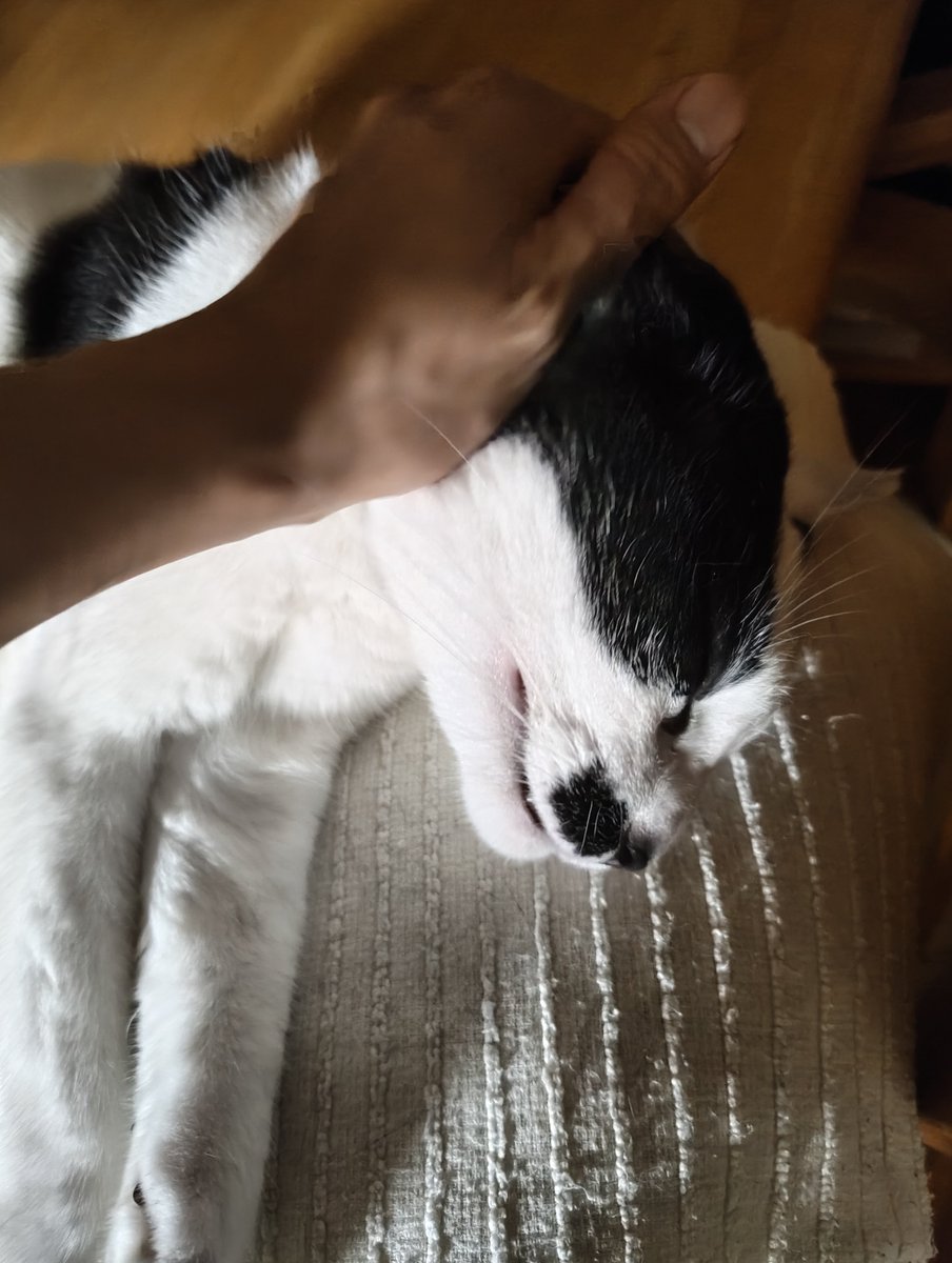 fjmt217's tweet photo. ねこだよ https://t.co/xfQqNRkwQV