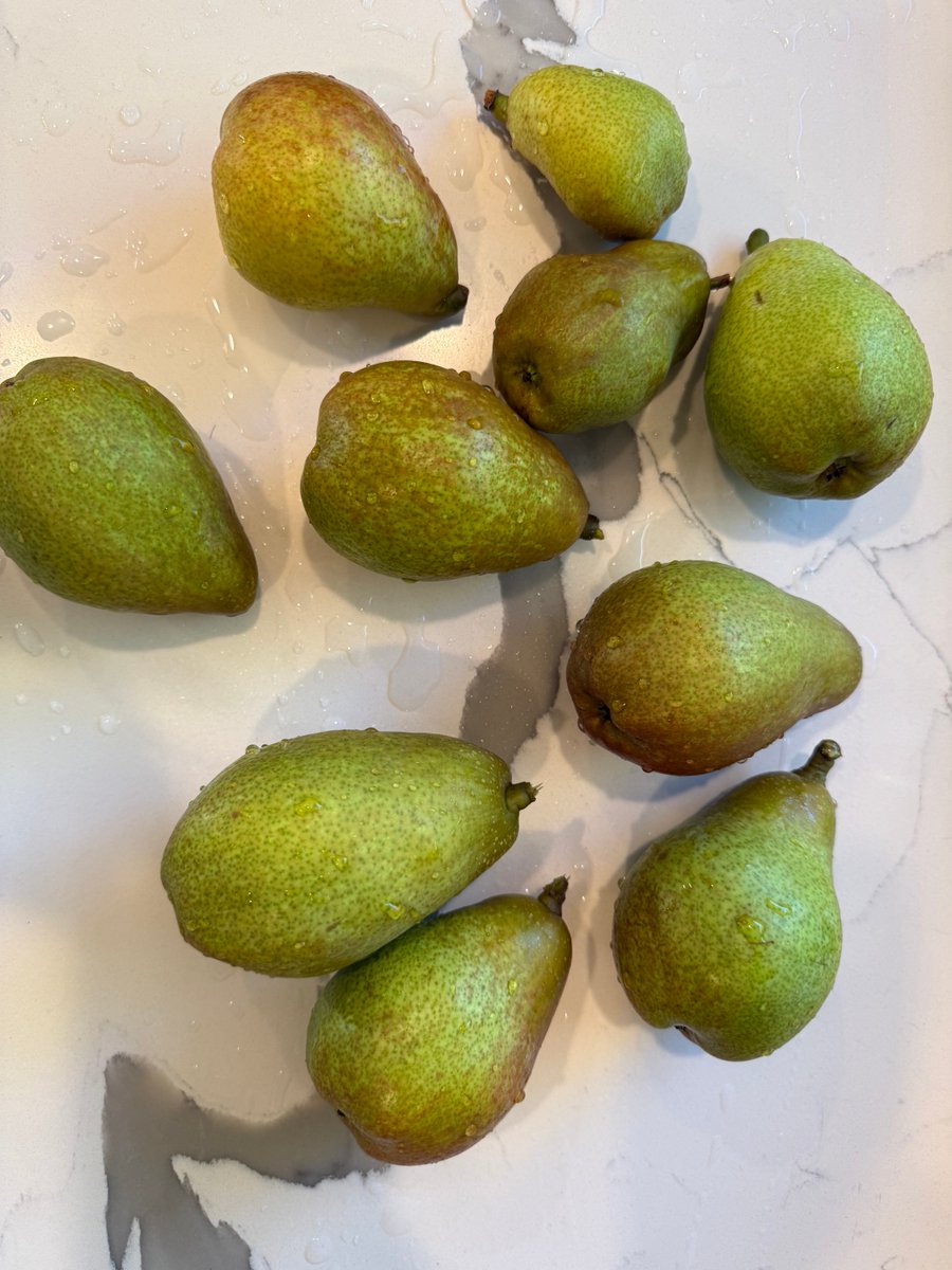 skishore's tweet photo. Ready to eat Warren pears 🍐 and almost getting there mangoes 🥭 from our backyard! https://t.co/VM62F4VTcy