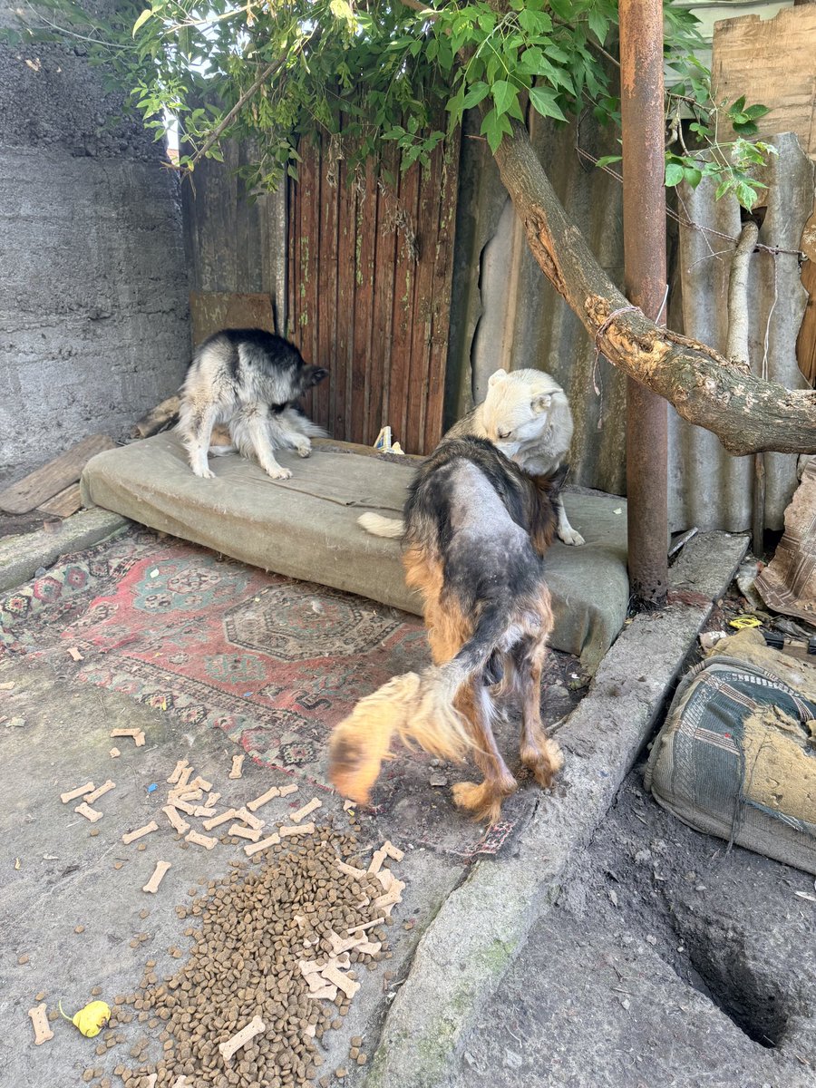 help_animals_dn's tweet photo. . Ми відкриваємо збір 30 000 грн на погашення боргу у ветеринарній клініці та необхідну діагностику.

🐾 Кожна гривня — це шанс повернути Адіку здоров’я та подарувати йому майбутнє, в якому його більше ніколи не зрадять.

Дякуємо кожному, хто підтримає, поширить цей збір https://t.co/ZfWn9RL35a