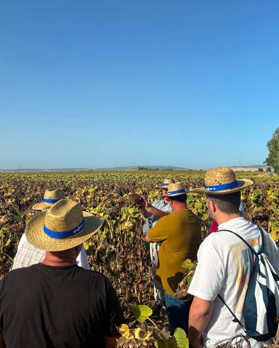 SyngentaES's tweet photo. 🌻 Las jornadas de campo son mucho más que una visita a una parcela.

Durante nuestras jornadas de transferencia de tecnología celebradas en Conil de la Frontera y Villamartin, Cádiz 📍compartimos con agricultores y técnicos las últimas novedades del catálogo de girasol de Syngenta, analizando aspectos tan importantes como el desarrollo vegetativo, la implantación, la sanidad del cultivo y el potencial de cada híbrido. 

Porque la mejor forma de conocer una variedad siempre será verla en el campo 👌🏼

Gracias a todos los profesionales que nos habéis acompañado!! 🙌🏼